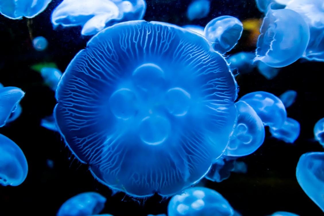 meduse bioluminescente