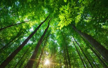 Forêt verdoyante grâce à la réduction des déchets 